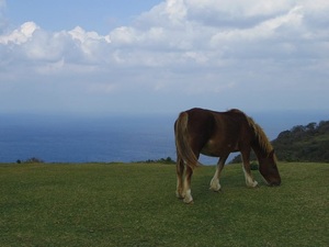 摩天崖の馬