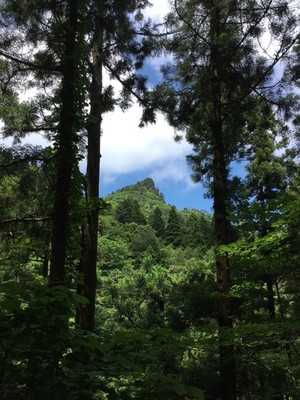 隠岐自然回帰の森