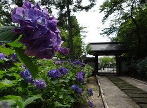 月照寺の紫陽花