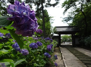 月照寺の紫陽花
