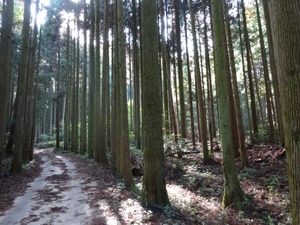 背の高い木と木漏れ日