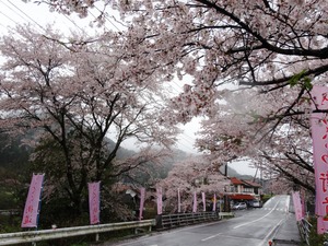 潮駅の桜のトンネル