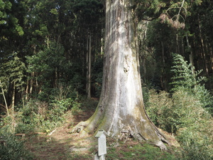 鷲原の大杉