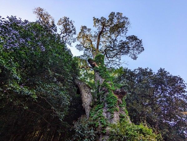 高龗神社タブの樹