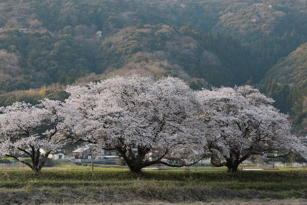 三刀屋川の桜並木
