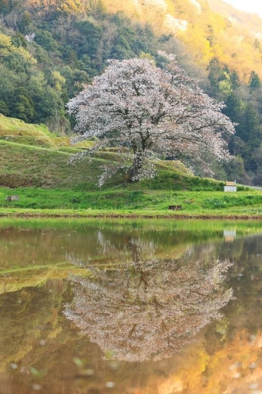 井川の一本桜